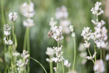 Fototapeta premium Bee is fed by awesome lavender flower in the nature.
