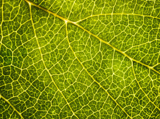 Background image of a leaf of a tree close up. A green leaf of a tree is a big magnification. Macro shooting.