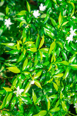 Green leaves leaf nature