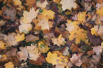 Yellow leaves. There is a place for your text. Free space. Can be used for background, banner, poster, etc.