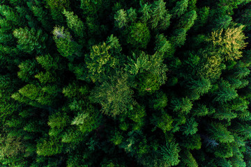 Top view of centuries old Carpathian forest trees, beautiful texture.