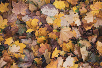 Yellow leaves. There is a place for your text. Free space. Can be used for background, banner, poster, etc.