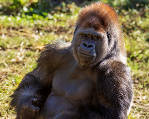 portrait of a young smirking silverback gorilla