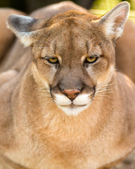 close up portrait of a mountain lion making eye contact