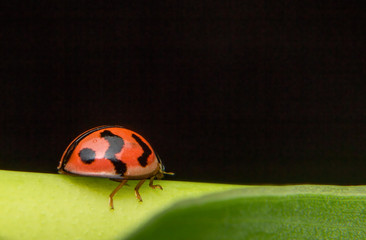 Asian lady beetle or Ladybird lady bug is quietly catching on the stalk and leaves.