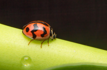 Asian lady beetle or Ladybird lady bug is quietly catching on the stalk and leaves.