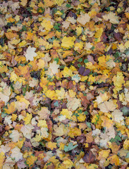 Yellow leaves. There is a place for your text. Free space. Can be used for background, banner, poster, etc.
