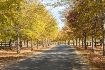 A beautiful peaceful autumn scene in the park during the rain