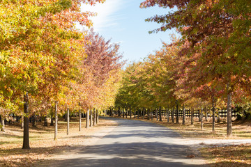 Naklejka premium A beautiful peaceful autumn scene in the park during the rain