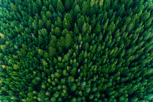 Spruce forest of the Ukrainian Carpathians, top view of picturesque centuries-old trees. © Niko_Dali