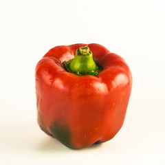 A single fresh red pepper on a soft background