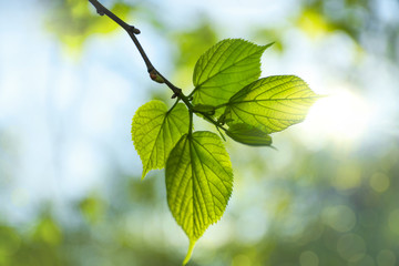 Tree branch with green leaves on sunny day