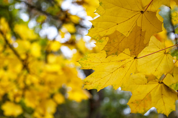 Yellow leaves on a tree. Yellow maple leaves. Autumn background. Autumn frame. There is a place for your text. Free space.