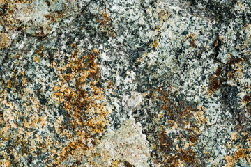 The texture of the stone overgrown with moss. Background image of a boulder