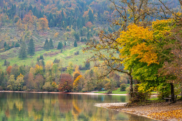 Beautiful autumn trees by lakeside. Trip around the scenic lake Bohinj between trees changing colors on a beautiful sunny day.
