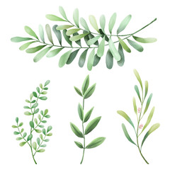 Leaves, herbs, branches watercolor set