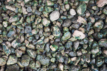 Pebbles or rocks that are wet and have moss.