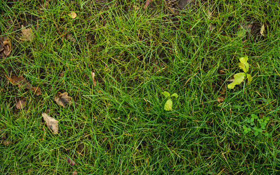 The texture of the green lawn. Background image of green fresh grass