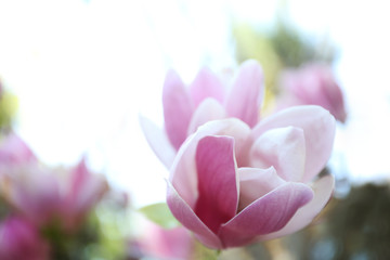 Fototapeta na wymiar Magnolia tree with beautiful flowers outdoors, closeup. Amazing spring blossom