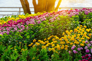 Fototapeta na wymiar Flower garden and morning sun
