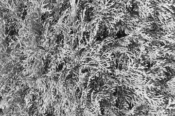 needles texture. natural Christmas black and white background with decorative spruce branches