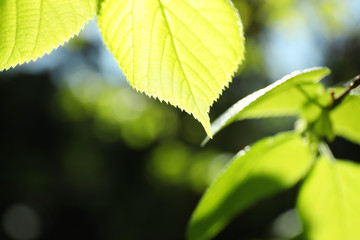 Tree branches with green leaves on sunny day