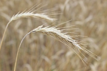 Ripe rye bread rye field ears of wheat