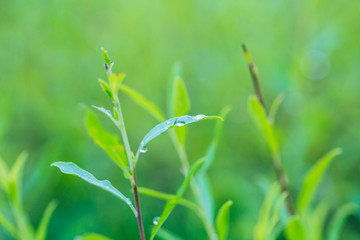 Outdoor raindrops and green leaves macro close-up, Spiraea prunifolia Sieb. et Zucc.