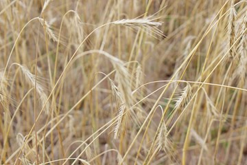 Ripe rye bread rye field ears of wheat