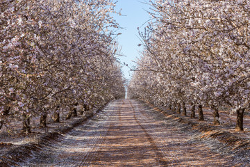 Beautiful almond Blossom in Australia.