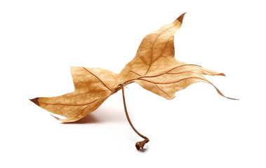 Naklejka premium Dry autumn, fall leaf isolated on white background