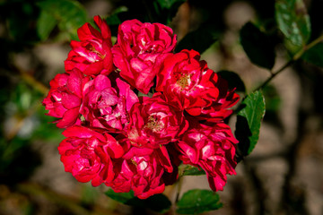 Colorful close up of a red Alberich german rose in bright sunshine