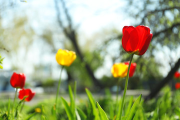 Blossoming tulips outdoors on sunny spring day