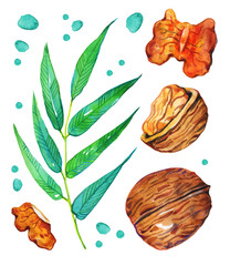 Set of hand drawn watercolor walnuts and leaves