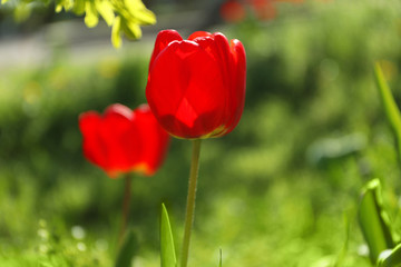 Blossoming tulips outdoors on sunny spring day