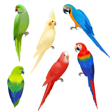 Parrots realistic. Wildlife flight exotic colored birds beautiful amazonia tropical life vector parrots illustrations. Illustration parrot bird realistic, wildlife tropical animal
