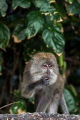 Macaco monkey in the jungle at Coral Beach, Teluk Nipah, Pangkor, Perak, Malaysia 