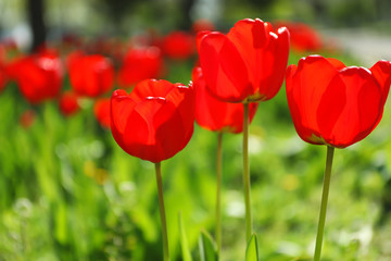Naklejka premium Blossoming tulips outdoors on sunny spring day