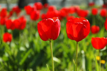 Obraz premium Blossoming tulips outdoors on sunny spring day