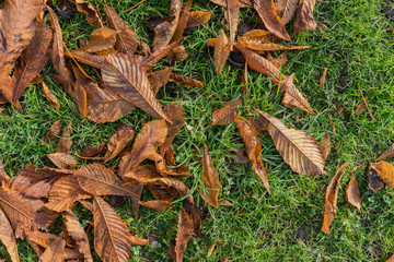 Half photo of autumn leaf from left corner and half fresh green grass