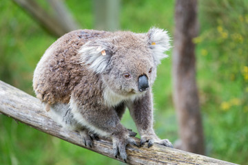 Koala on his tree in Australia. They spend around 20-22hours a day for sleeping. © tonyng