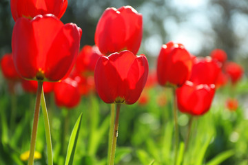 Blossoming tulips outdoors on sunny spring day