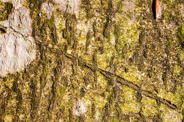deeply cracked and stained tree bark green tones 