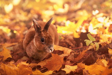 Brown rex rabbit in autumn leaves