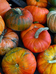 Colorful mixed gourds and squash in autumn on farm