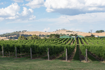 Fototapeta na wymiar Beautiful vineyard in New South Wales.