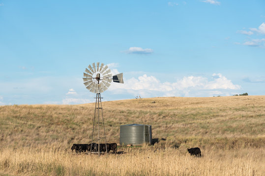 Rural are with the herd of cow, traditional windmill, the background with hill and blue sky.