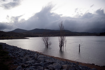 Dry trees emerging from lake Jindabyne Australia, cloudy day on the  lake