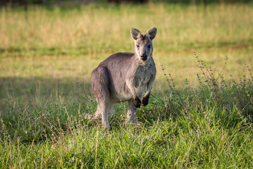 Red Kangaroo standing up in grasslands in the Australian Outback.