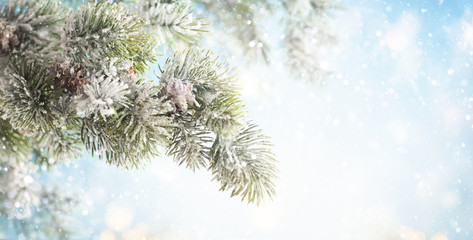Christmas fir tree branches with pine cones on blurred blue .background. Christmas and Winter concept..